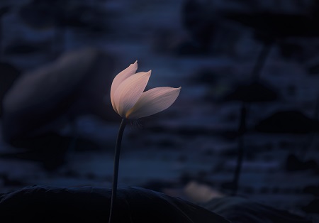 西南財經(jīng)大學(xué)MPA招生類型介紹