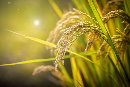 2024農(nóng)業(yè)工程非全日制研究生招生時(shí)間