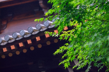 南昌大學(xué)中外合作辦學(xué)一定要出國(guó)學(xué)習(xí)嗎？