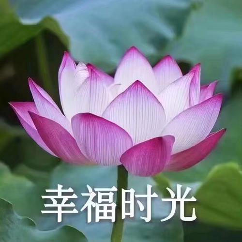 用戶頭像