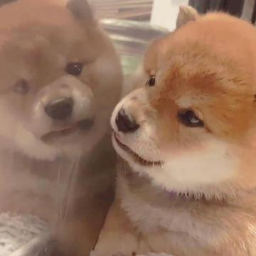用戶頭像