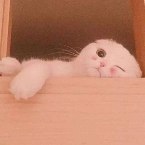 用戶頭像
