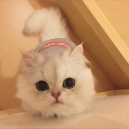 用戶頭像