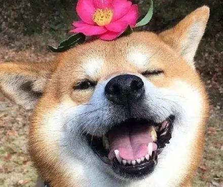 用戶頭像