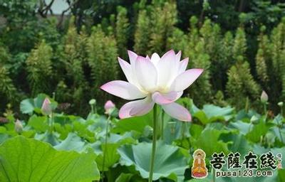 用戶頭像