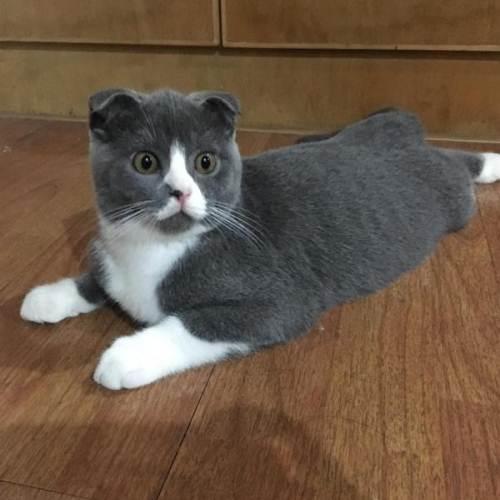 用戶頭像